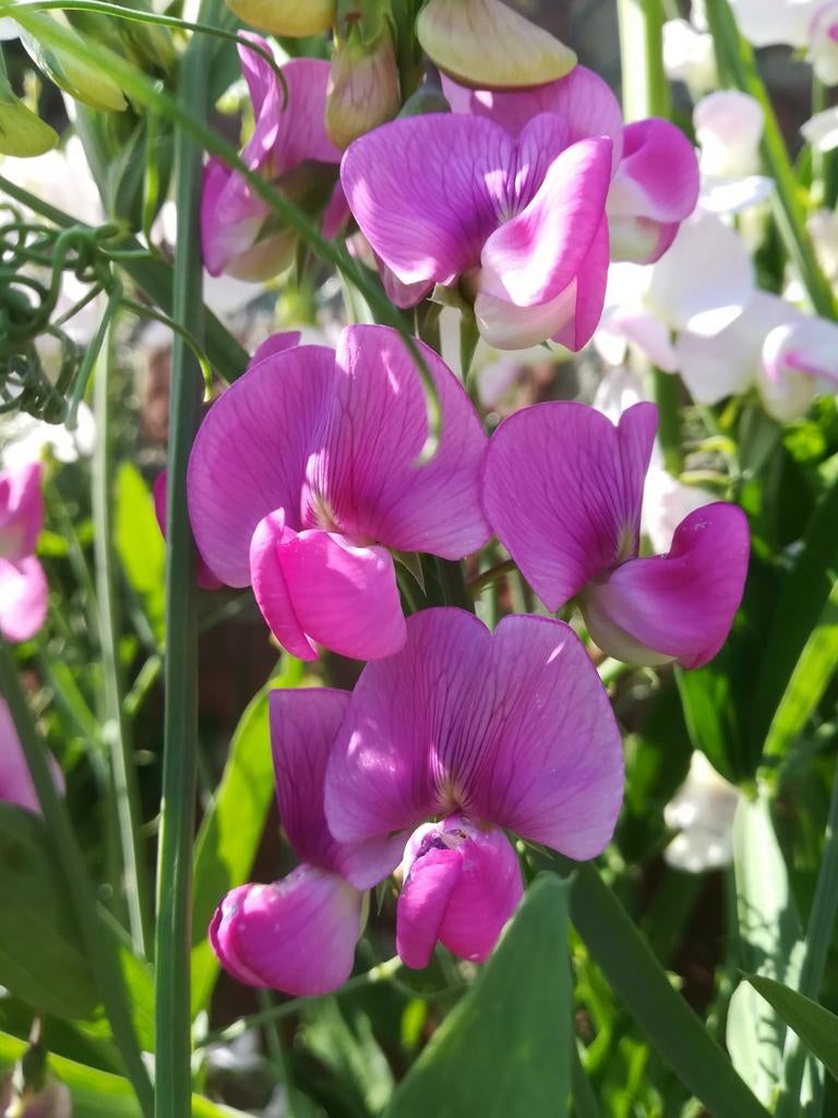 Lathyrus Latifolius Pearl Mix zaden, Verzenden, Volle zon