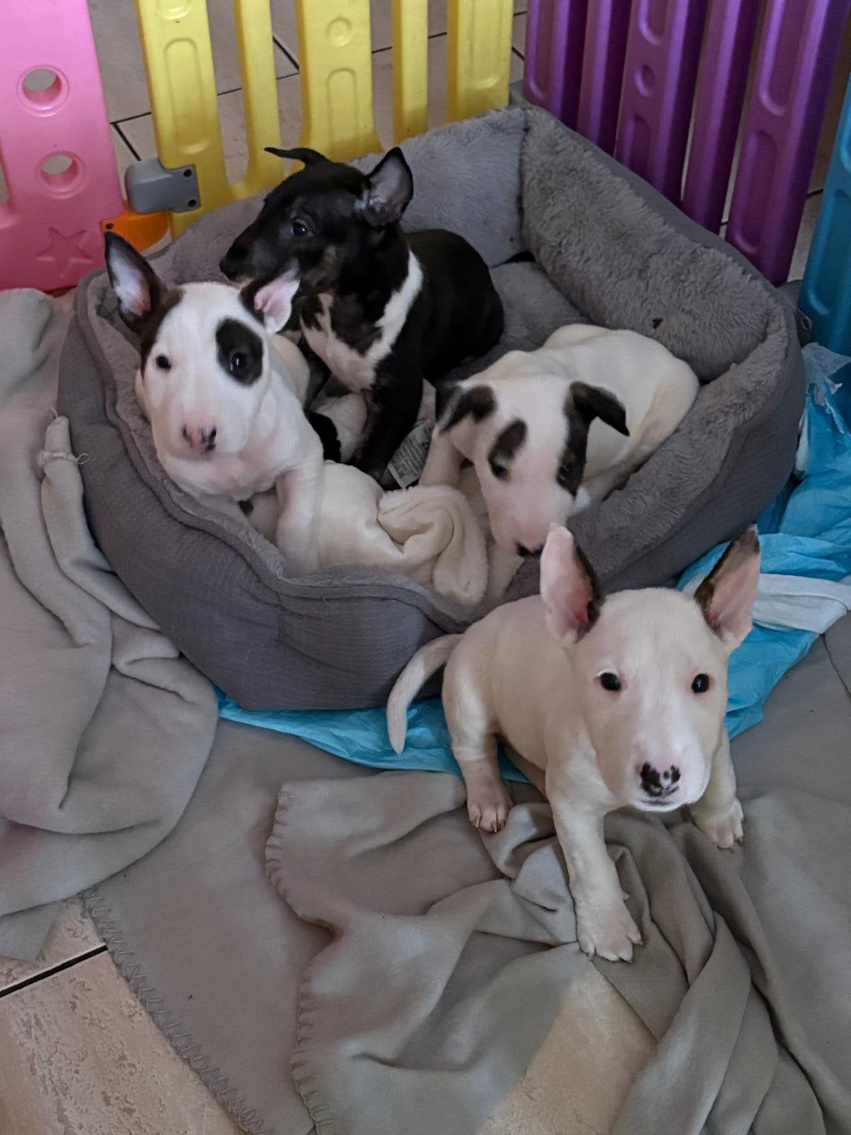 Zeer mooie engelse bulterier pups, Dieren en Toebehoren, CDV (hondenziekte), Bull Terriër, 8 tot 15 weken, Meerdere