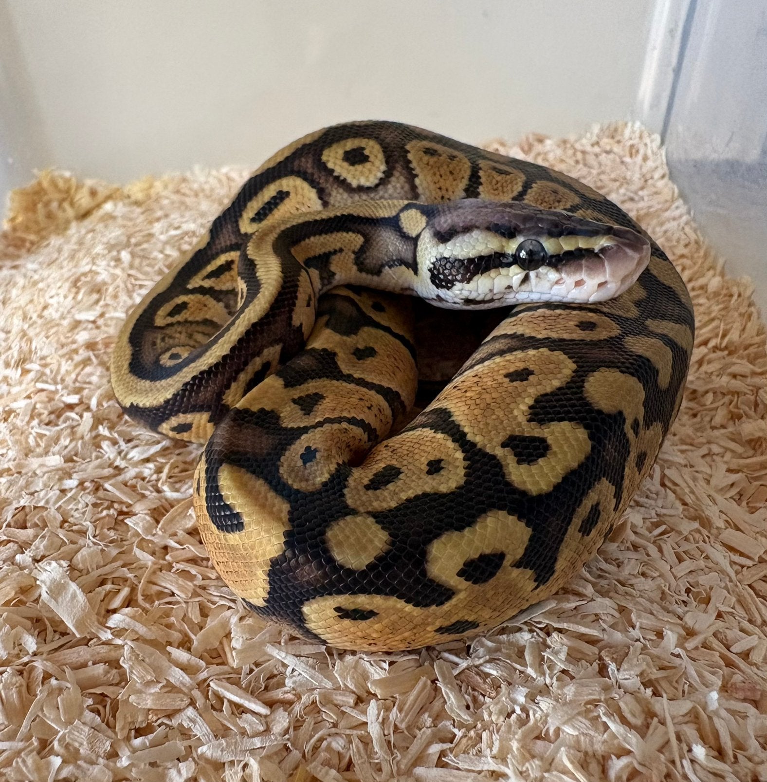 Pastel dh DG Clown vrouw koningspython ballpython Ball Python photo 2
