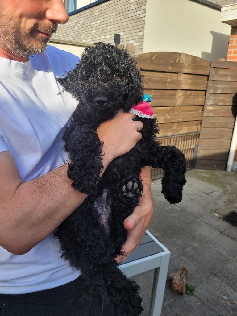 Australian Labradoodle-teefje uit geteste ouders, België, Particulier, Overige rassen, 8 tot 15 weken