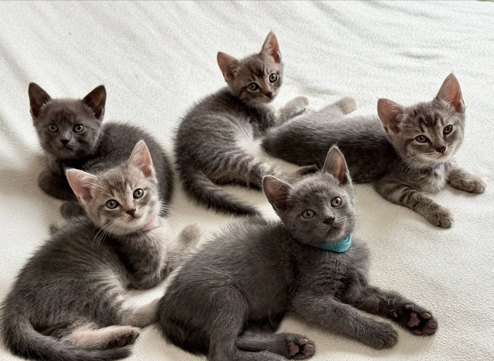 Britse korthaar kittens 7 wk, Meerdere dieren, Ontwormd, 0 tot 2 jaar