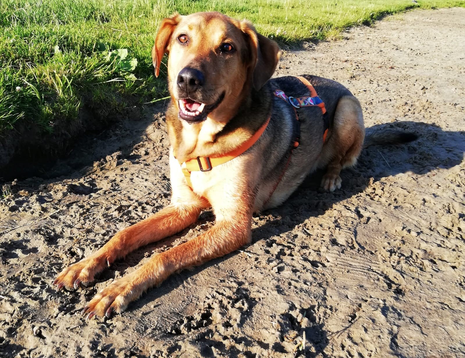 SUPER LIEVE OUDERE HOND OPHALEN AUB GOED LEZEN, Dieren en Toebehoren, Honden | Niet-rashonden, 6 jaar of ouder, Particulier, Reu