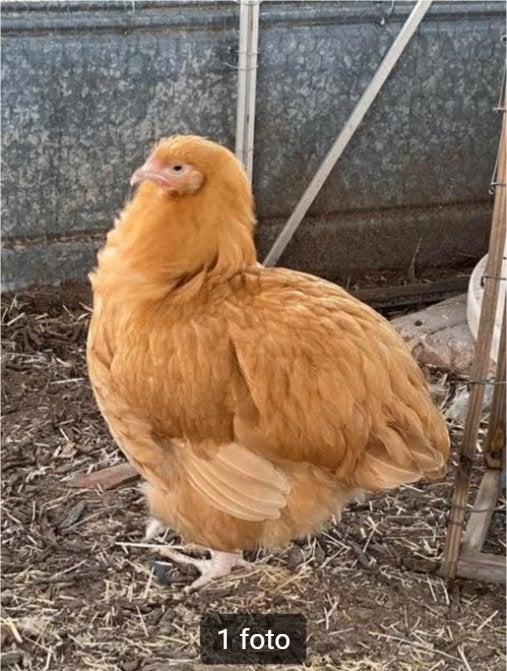 Orpington haantje., Dieren en Toebehoren, Pluimvee, Mannelijk, Kip