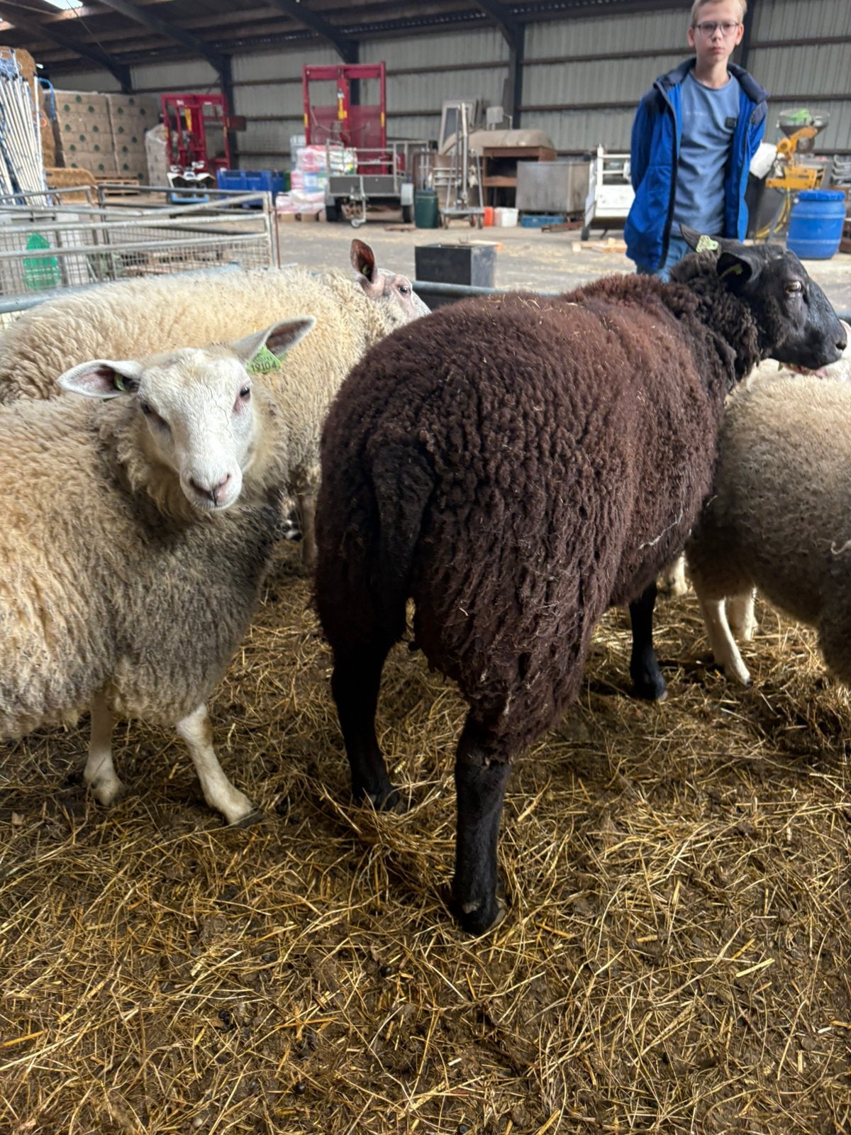 Ram geslacht, Mannelijk, Schaap