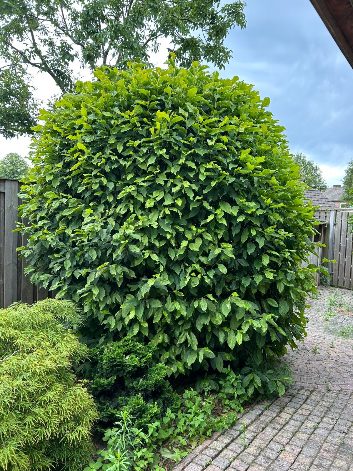 Magnolia boom/beverboom, Ophalen, Overige soorten, 100 tot 250 cm