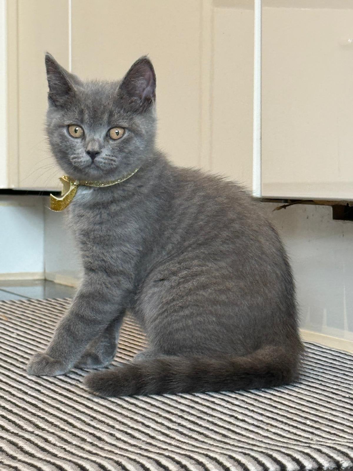 Britse korthaar kittens, Kater, Kortharig, 0 tot 2 jaar