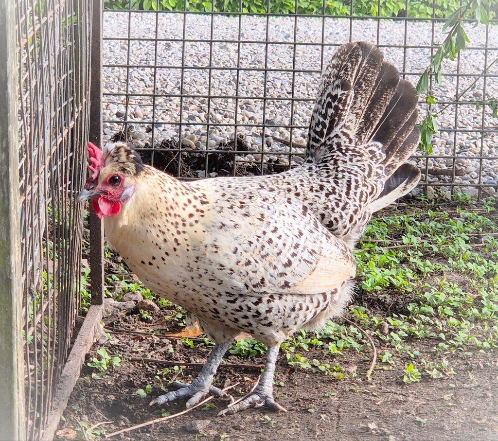 Mooie kuifkip hen te koop!, Dieren en Toebehoren, Pluimvee, Vrouwelijk, Kip