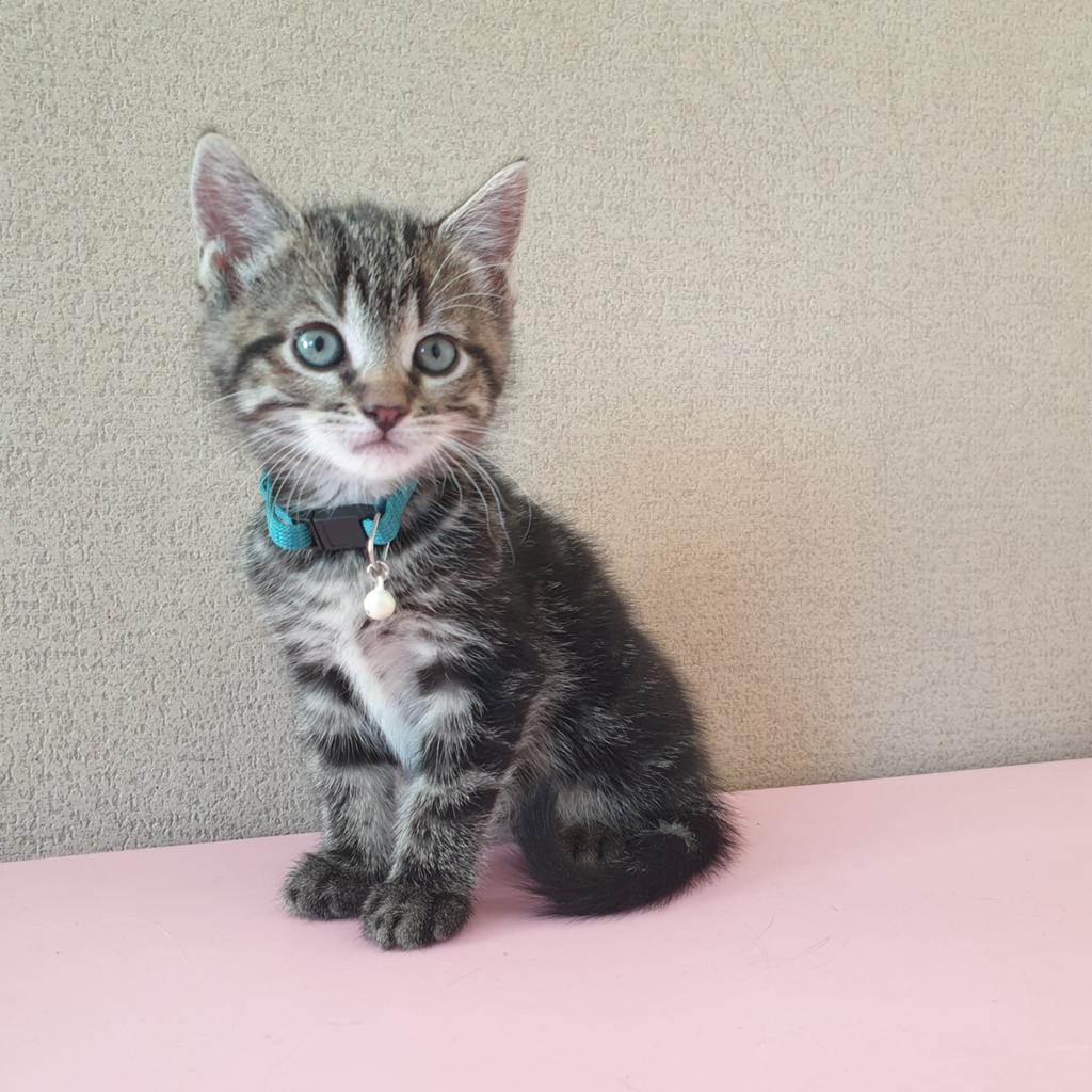 Prachtige cyperse kittens, Dieren en Toebehoren, Katten en Kittens | Overige Katten, Meerdere dieren