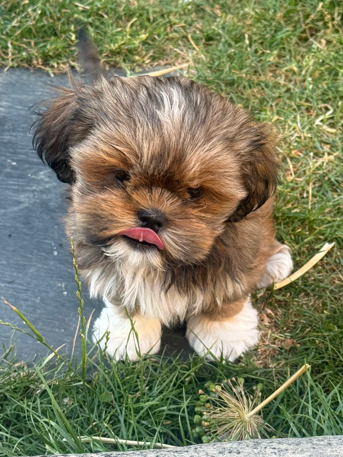 Lhasa apso pupjes, Dieren en Toebehoren, Parvo, België, Overige rassen, 8 tot 15 weken