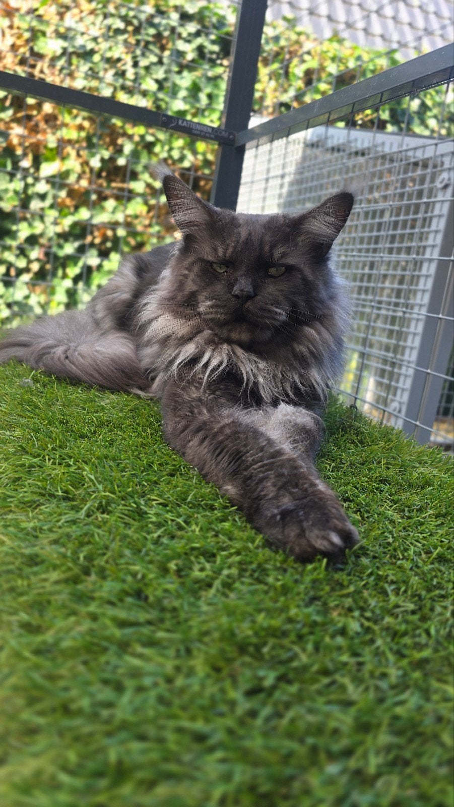 Grote Dekkater uit Rusland ♡ Black Smoke ♡ Stamboom, Dieren en Toebehoren