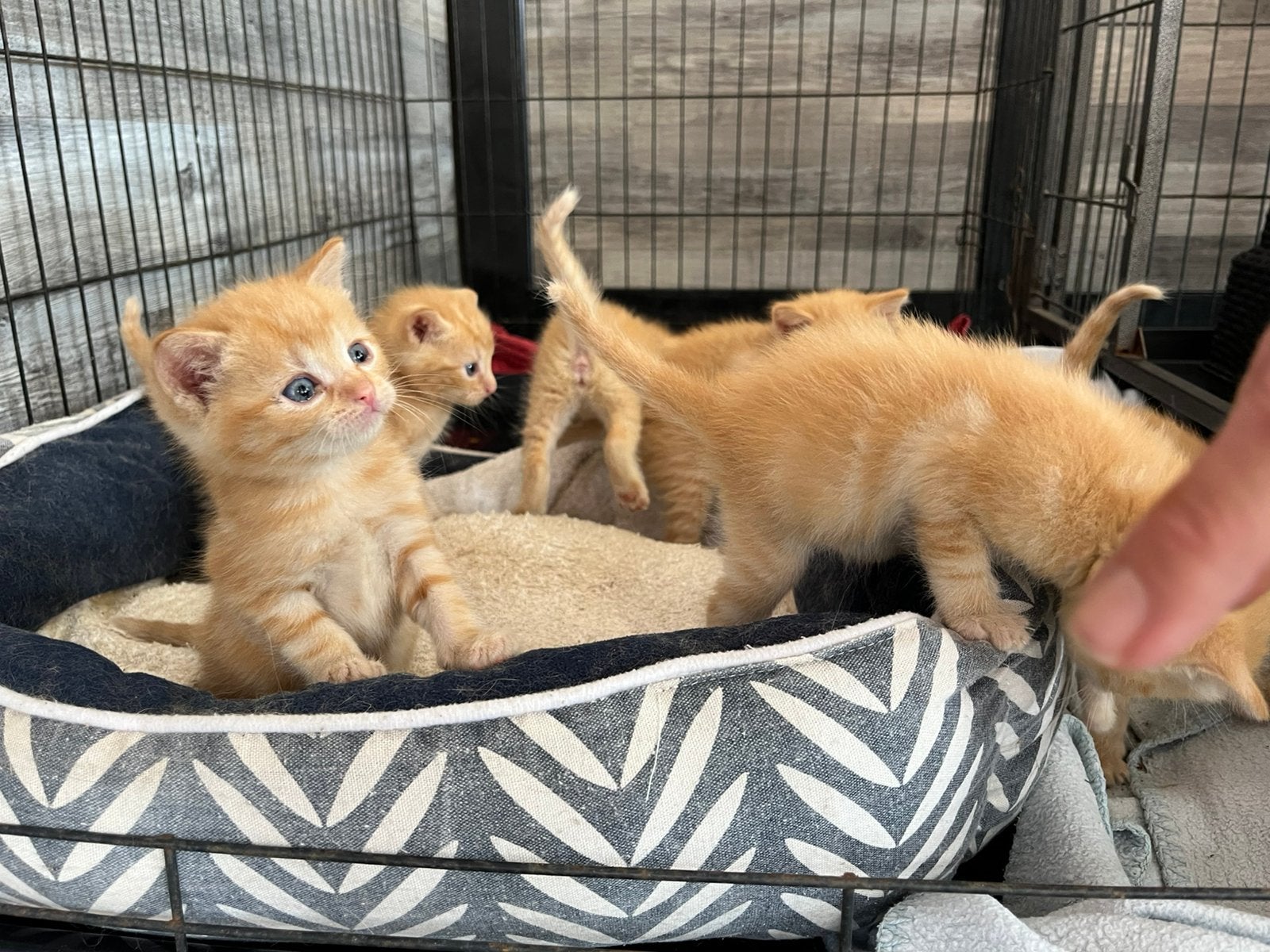 Mooie rode kittens te koop, Dieren en Toebehoren, Katten en Kittens | Overige Katten, Meerdere dieren