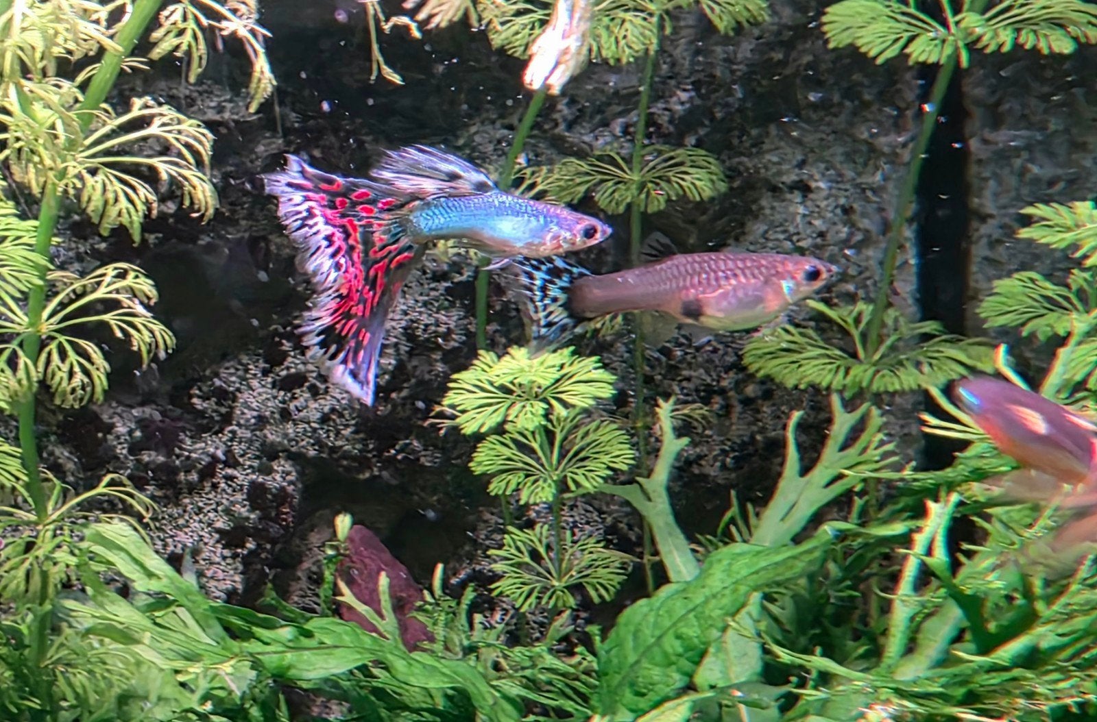 Prachtige guppen, blue singa mosaic, Dieren en Toebehoren, Vissen | Aquariumvissen, Vis
