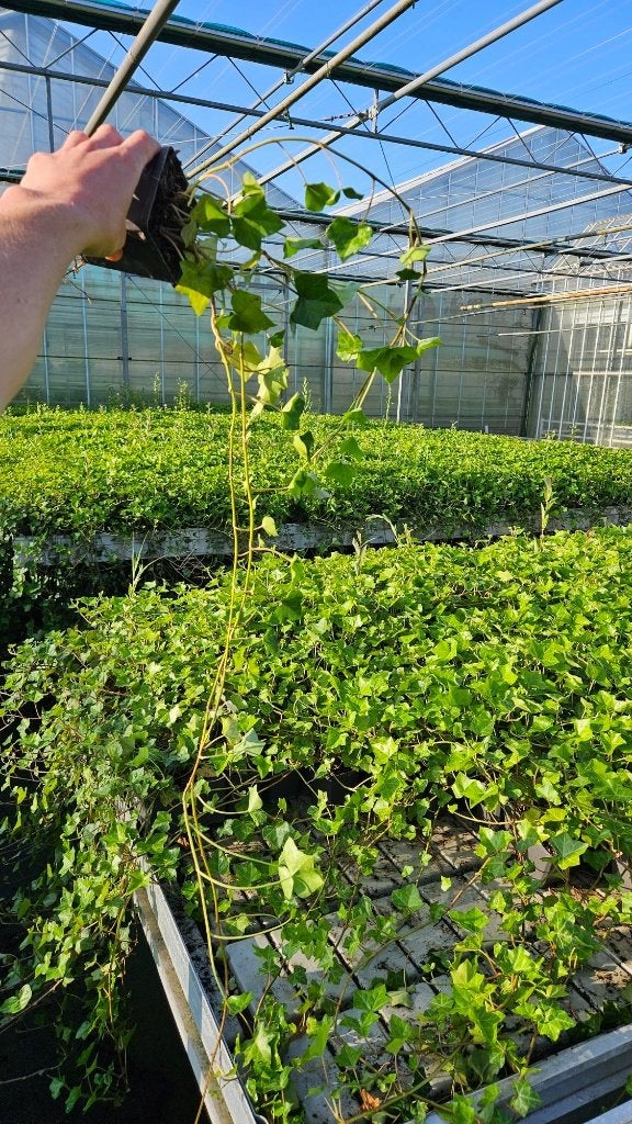 Hedera Hibernica - Klimop - lange ranken 1M+, Ophalen of Verzenden, Overige soorten, Haag, 100 tot 250 cm