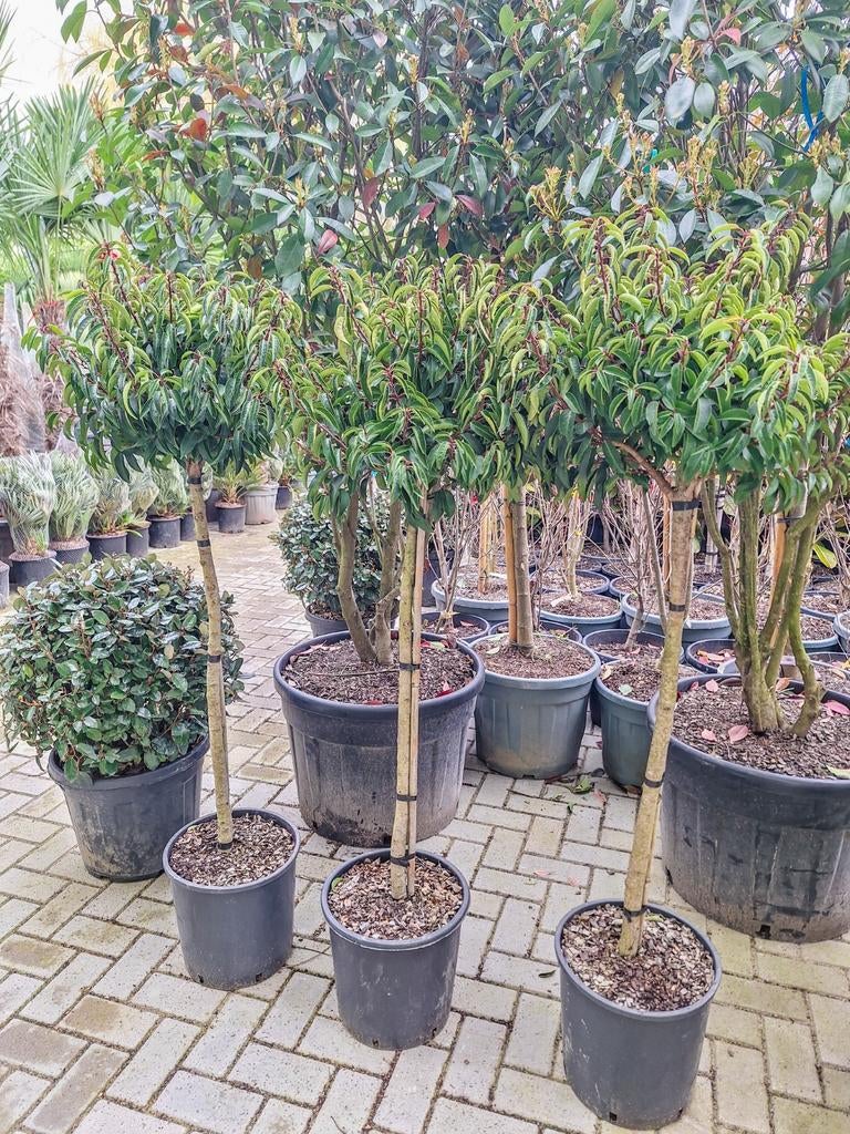 Prunus angustifolia, portugese laurier bol op stam, Tuin en Terras, Ophalen, Overige soorten, Halfschaduw