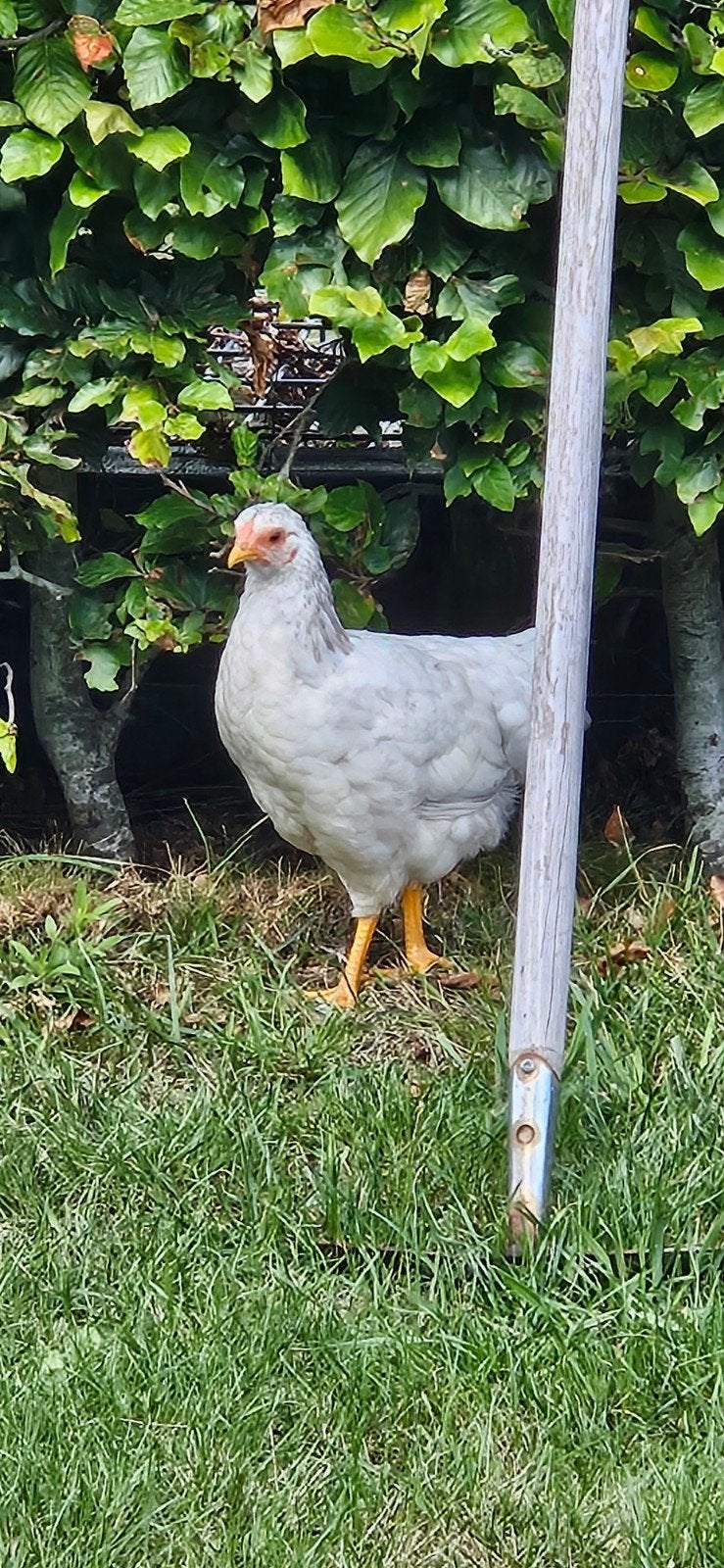 wyandotte kuikens, Dieren en Toebehoren, Pluimvee, Vrouwelijk, Kip