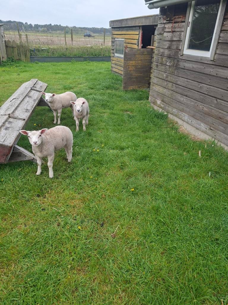 14 texelaar lammeren, Dieren en Toebehoren, Meerdere dieren, Schaap