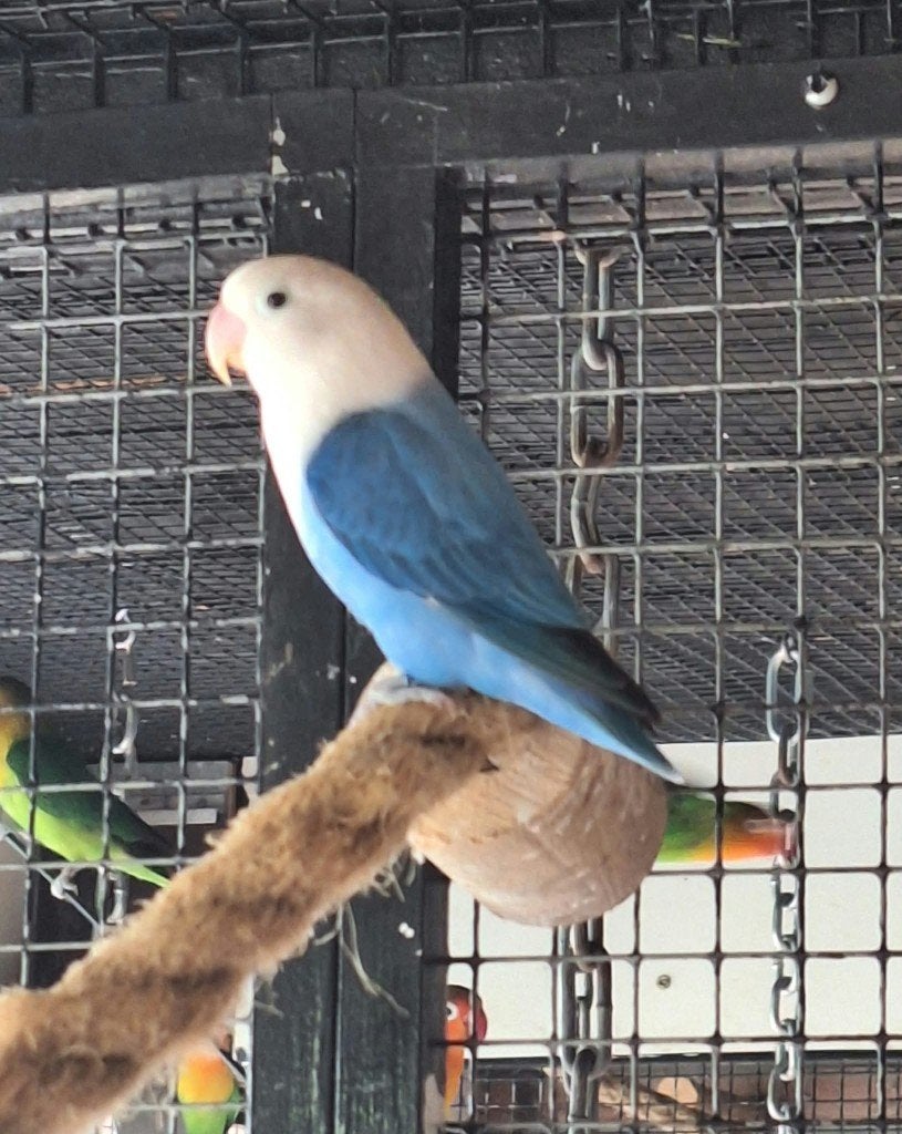Agapornis Fischeri Broedt rijpe man, Dieren en Toebehoren, Mannelijk, Dwergpapegaai of Agapornis