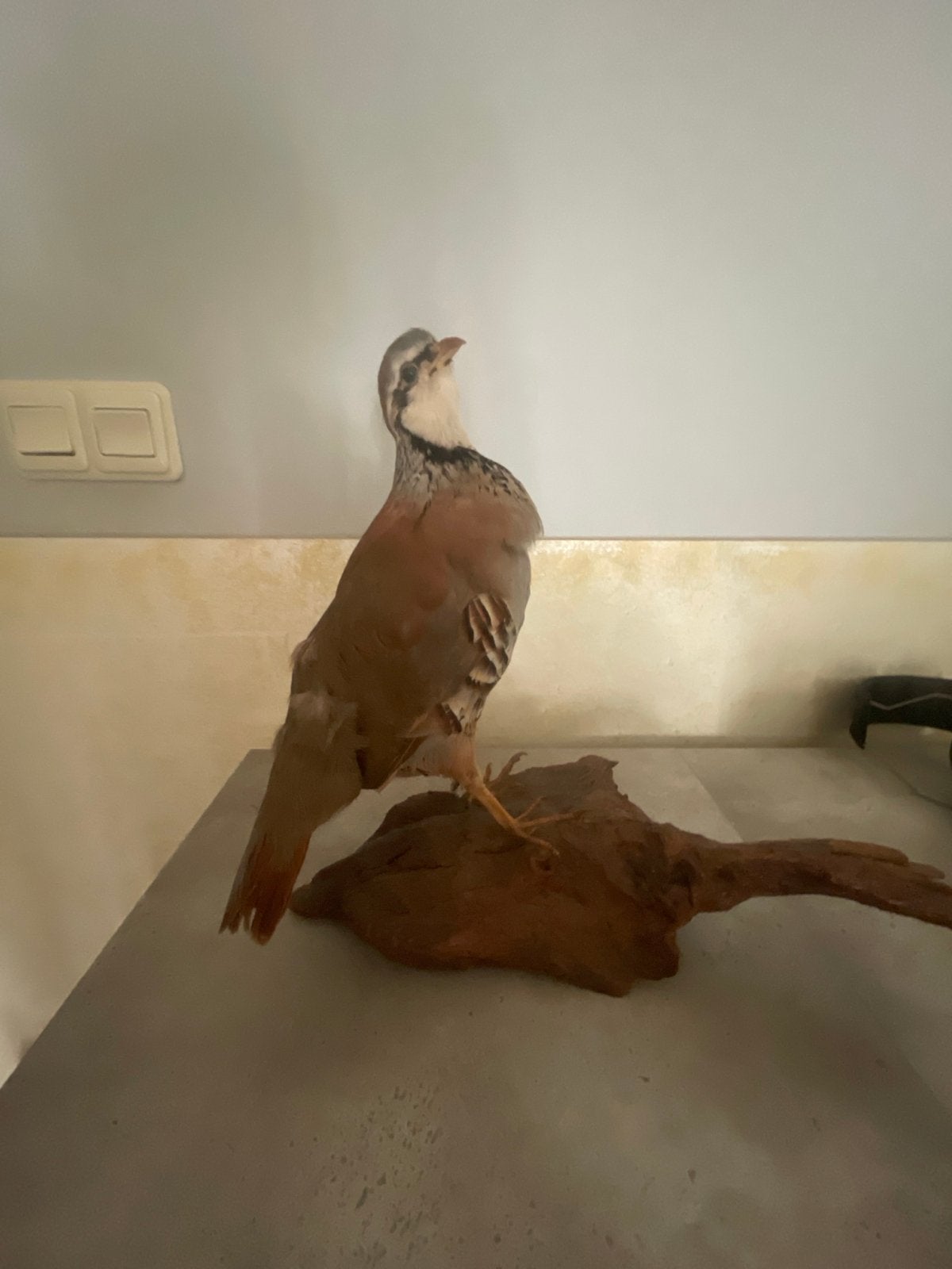 Vogel opgezet, Ophalen, Gebruikt, Vogel, Opgezet dier