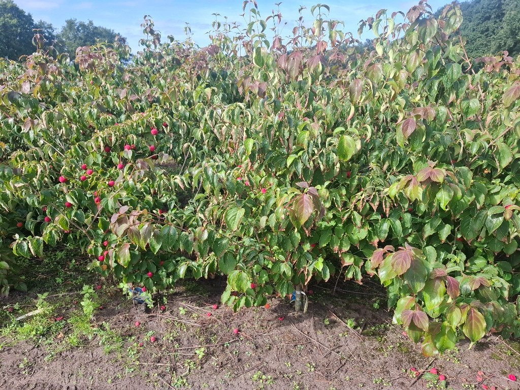 div cornus soorten, Ophalen, Overige soorten, Struik, 100 tot 250 cm