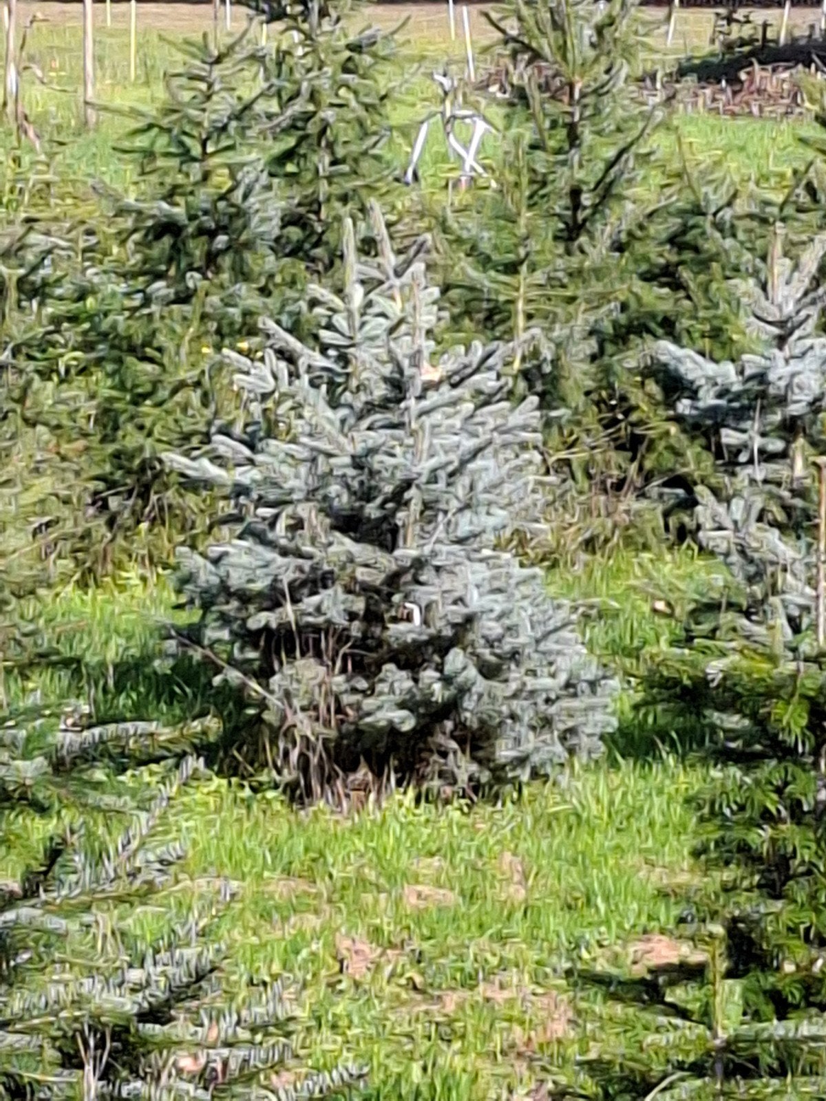 kerstbomen, Ophalen