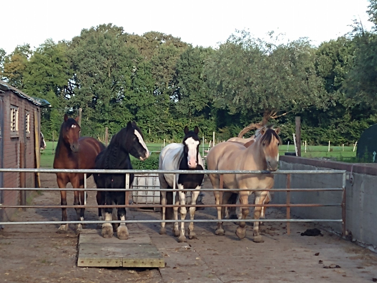 Diverse lease pony's beschikbaar., Dieren en Toebehoren, Ophalen of Verzenden, Nieuw