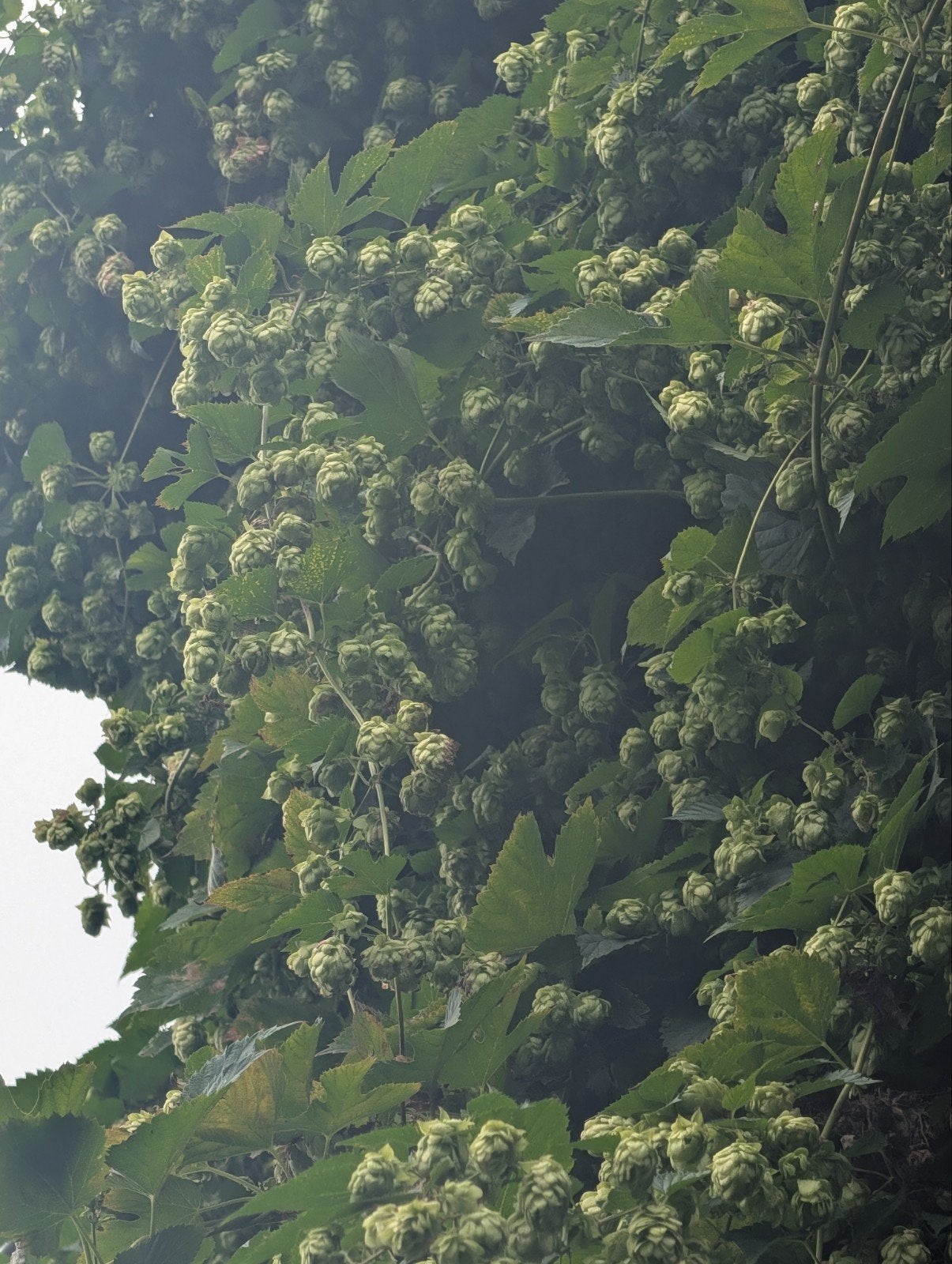 Verse Oogst Hop (Cascade) - Ideaal voor Brouwers!, Ophalen, Overige soorten, Struik, 250 cm of meer