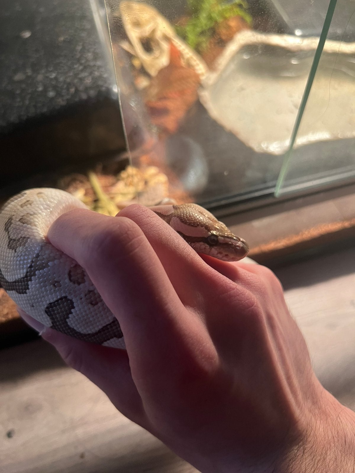 Python regius - ball python Ball Python - male for sale from Destan