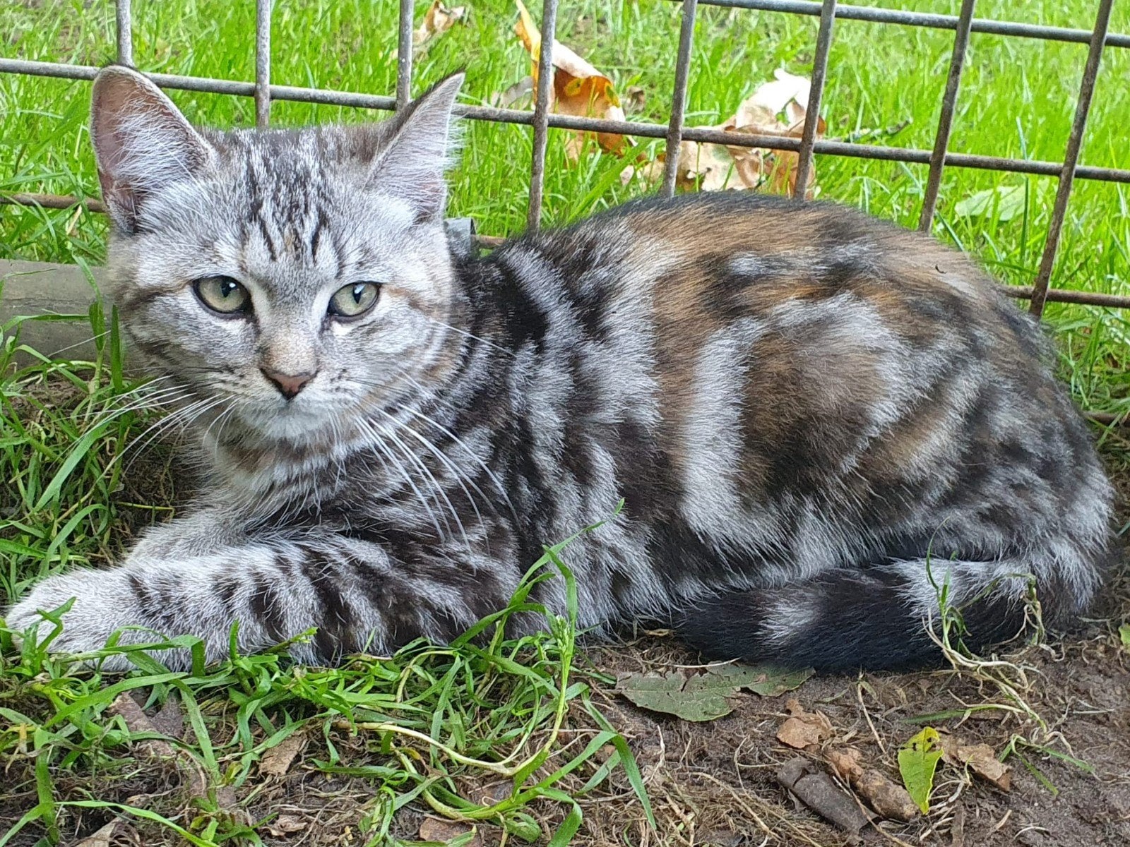 supermooie Brits korthaar kittens, Kater, Gechipt