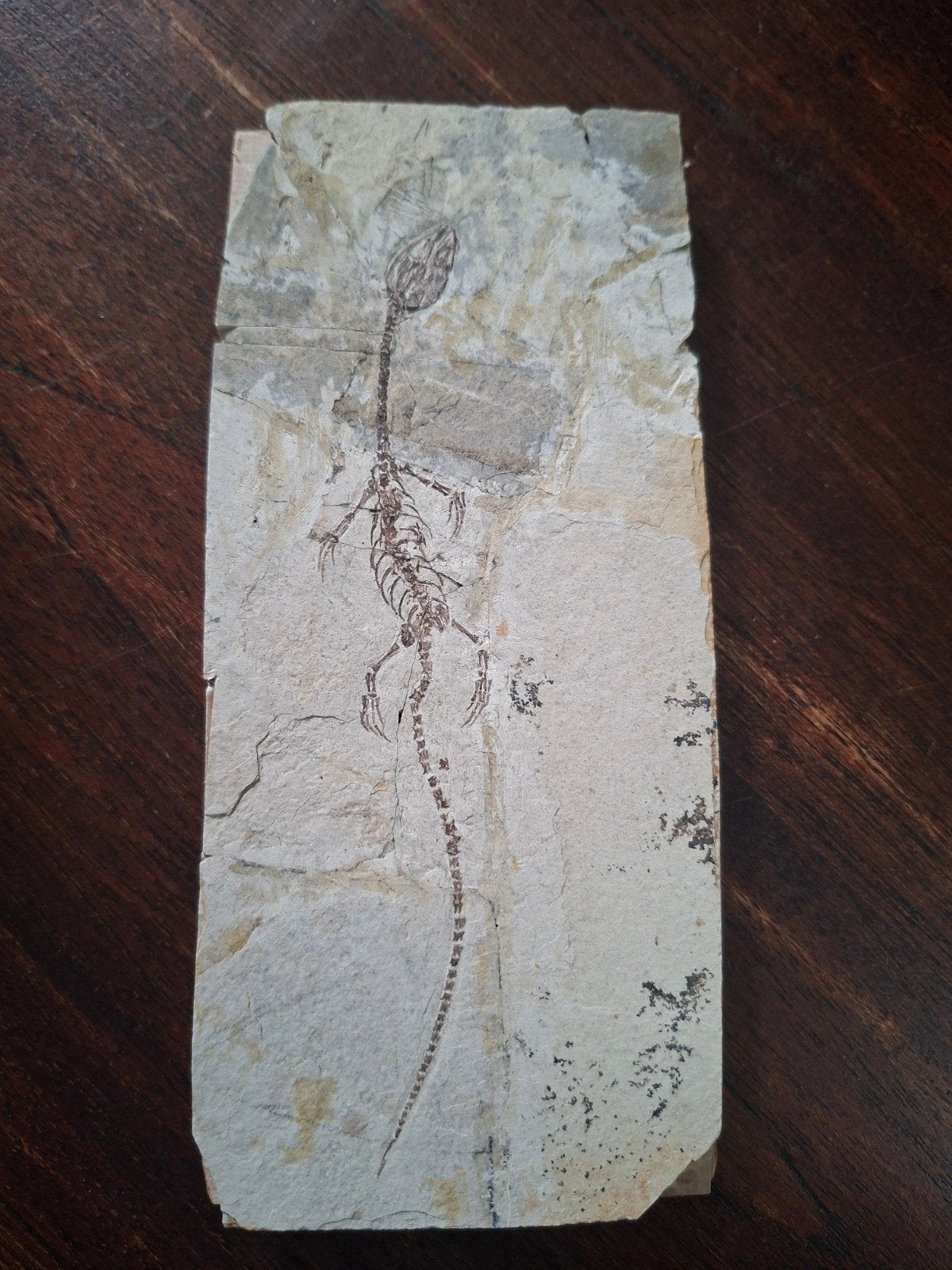Hyphalosaurus fossiel, Ophalen, Fossiel