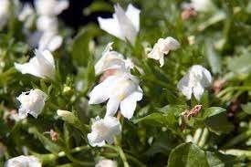 48 bodembedekkende bloeiende Mazus Alba € 75.00, Tuin en Terras, Planten | Tuinplanten, Overige soorten, Volle zon, Vaste plant