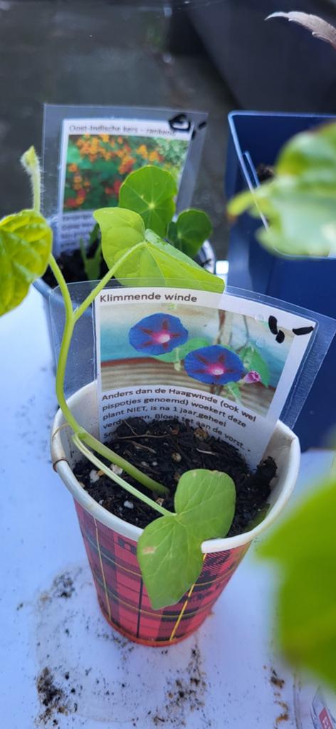 Dahlia, komkommer, klimmende winde, Lavas, vaste planten, Ophalen, Overige soorten, Volle zon