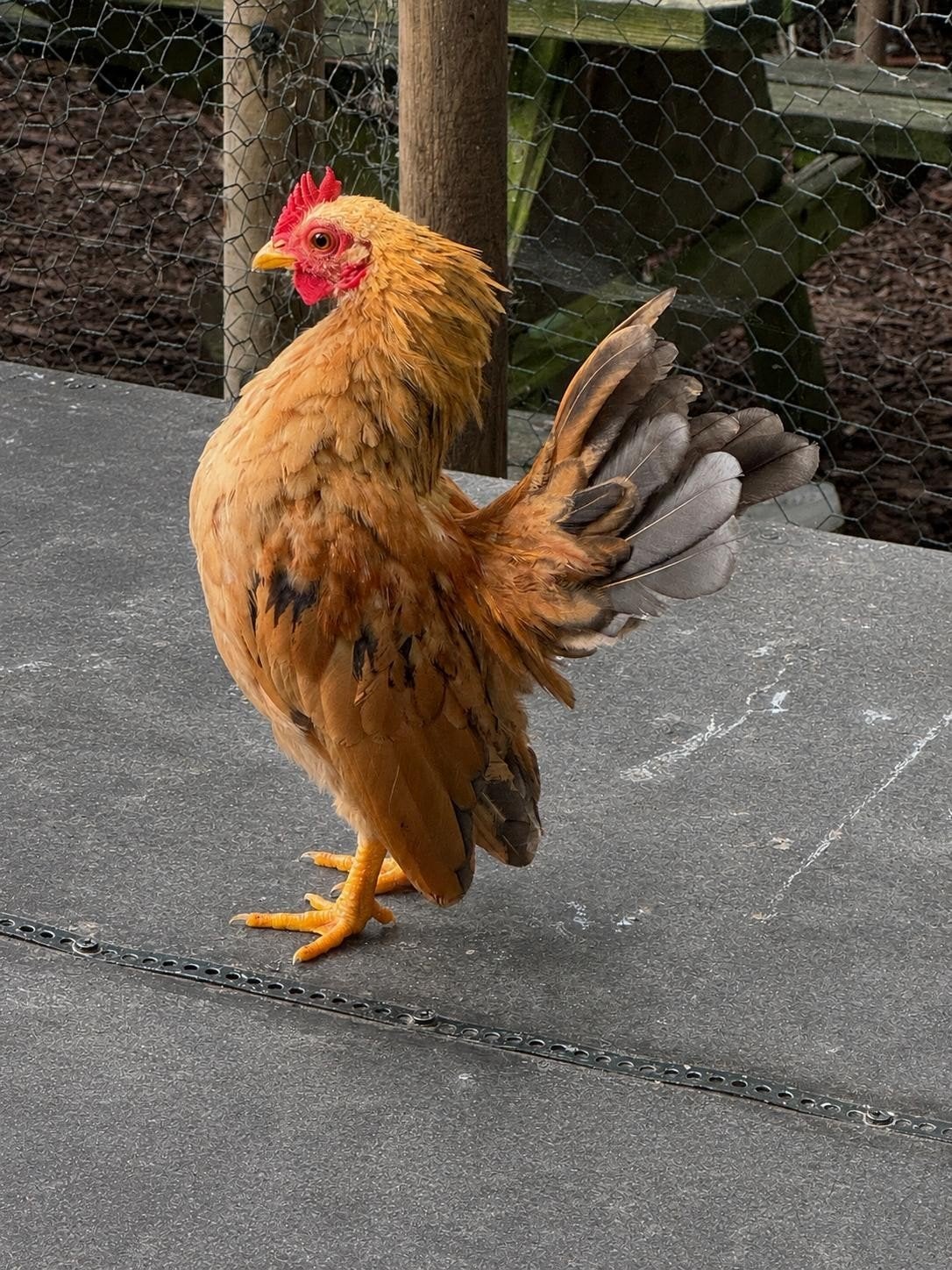 Ayam Serama haantjes, Dieren en Toebehoren, Pluimvee, Mannelijk, Kip