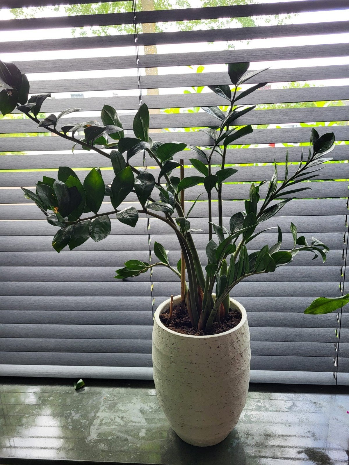Zamioculcas Zamiifolia (ZZ Plant), Huis en Inrichting, Kamerplanten, Ophalen of Verzenden, Halfschaduw, Minder dan 100 cm