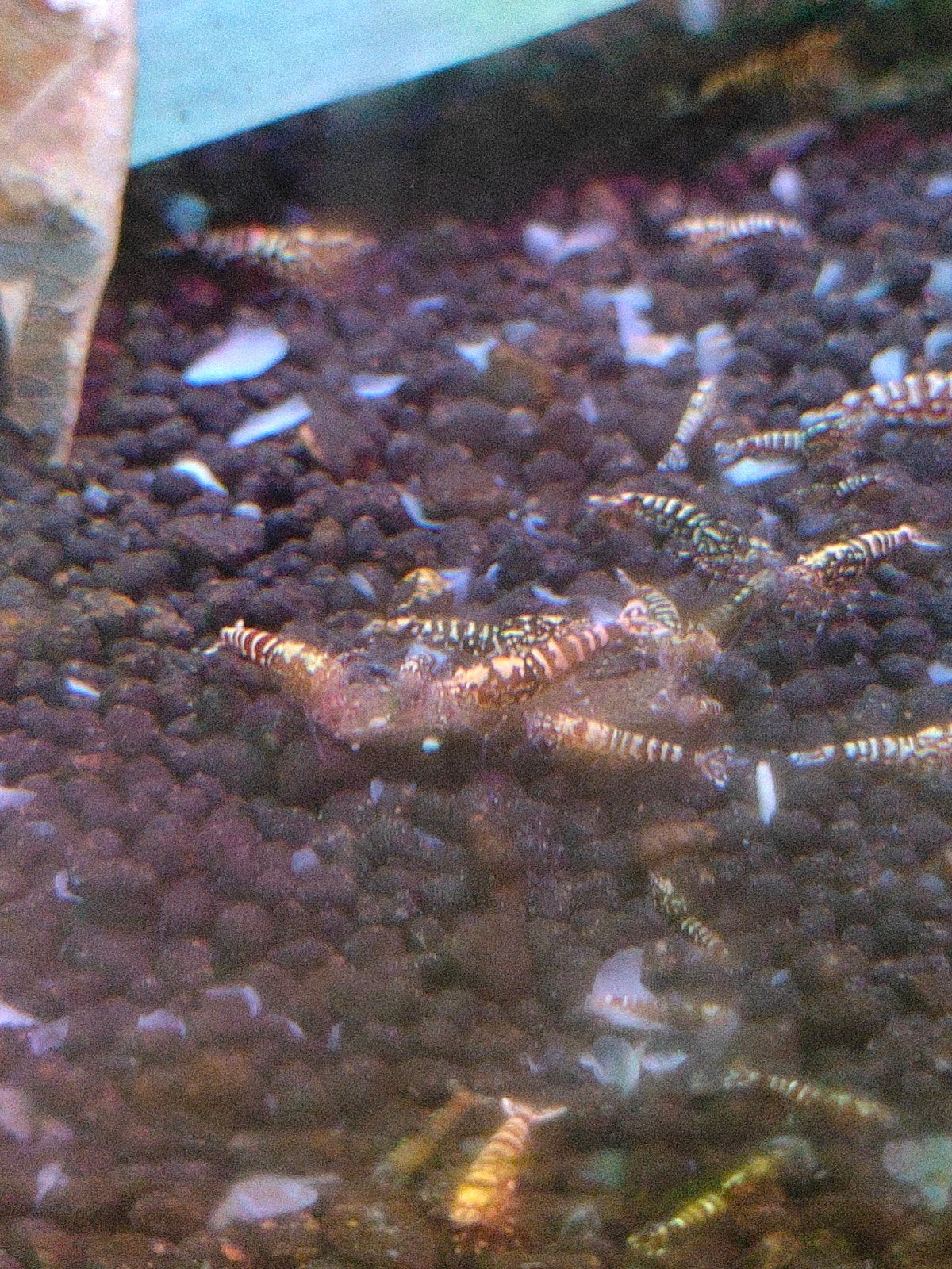 zebra stardus.