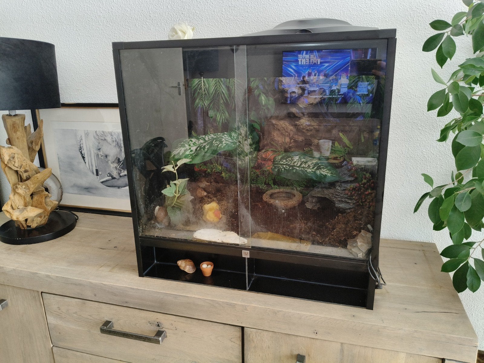 terrarium compleet agaatslakken, Ophalen of Verzenden, Zo goed als nieuw