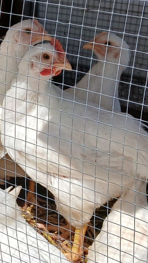 Haantje, Dieren en Toebehoren, Pluimvee, Mannelijk, Kip