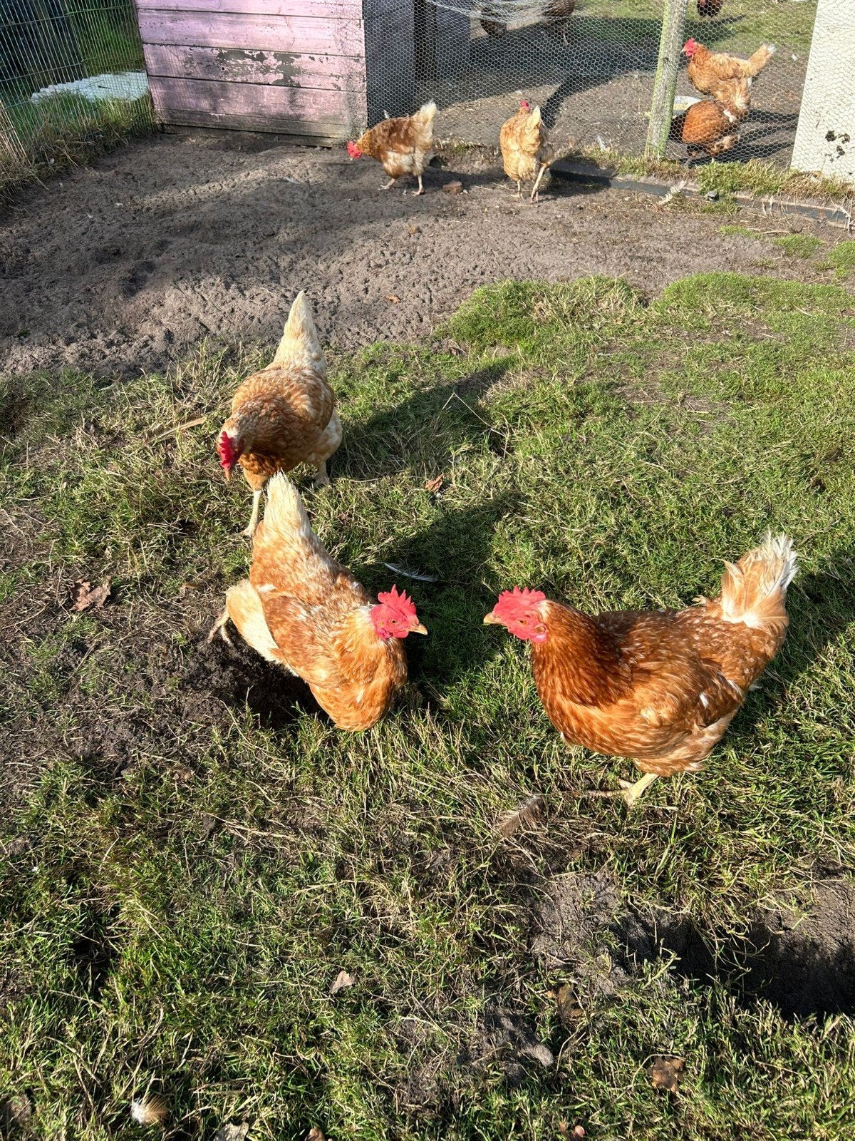 6 bruine Lohmann kippen + Haan, Vrouwelijk, Kip