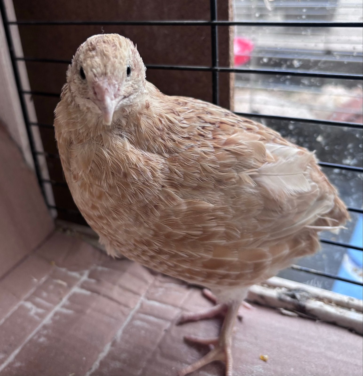 Japanse Kwartel Italian Hen, Dieren en Toebehoren, Vogels | Overige Vogels, Vrouwelijk