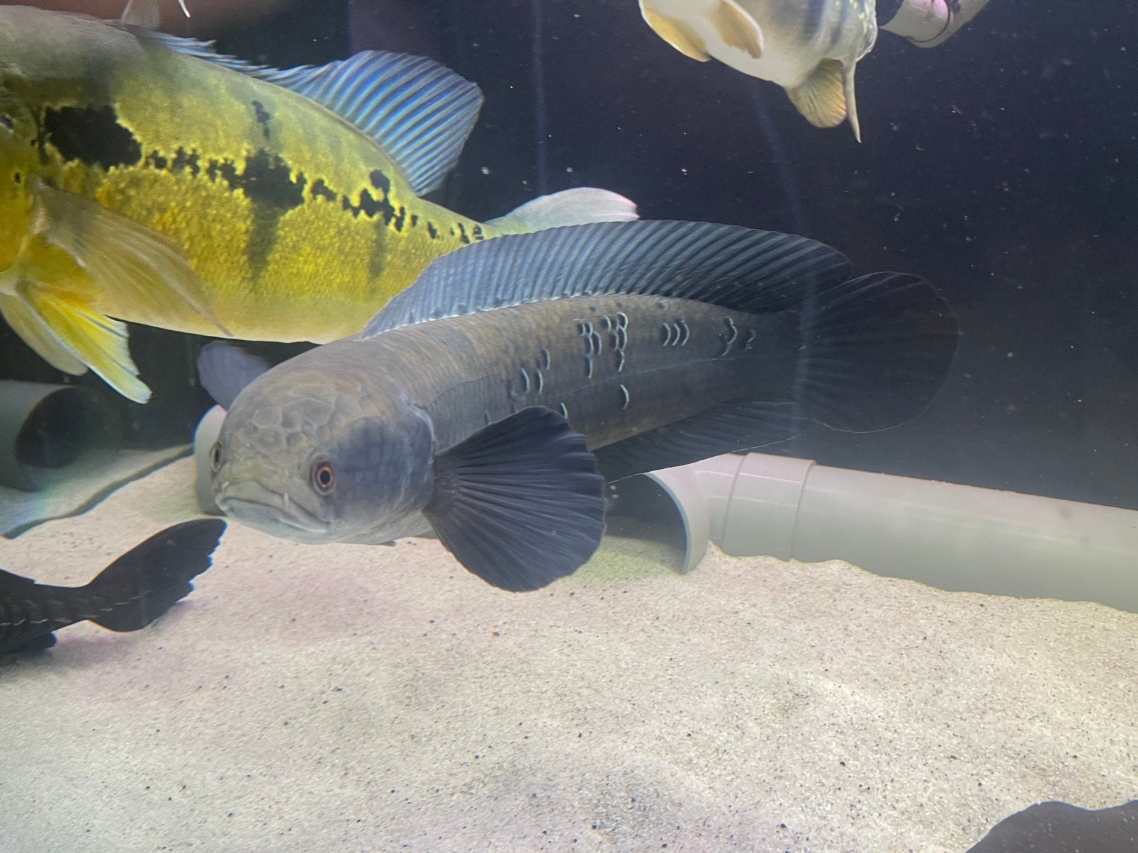 Channa, Vis, Zoetwatervis
