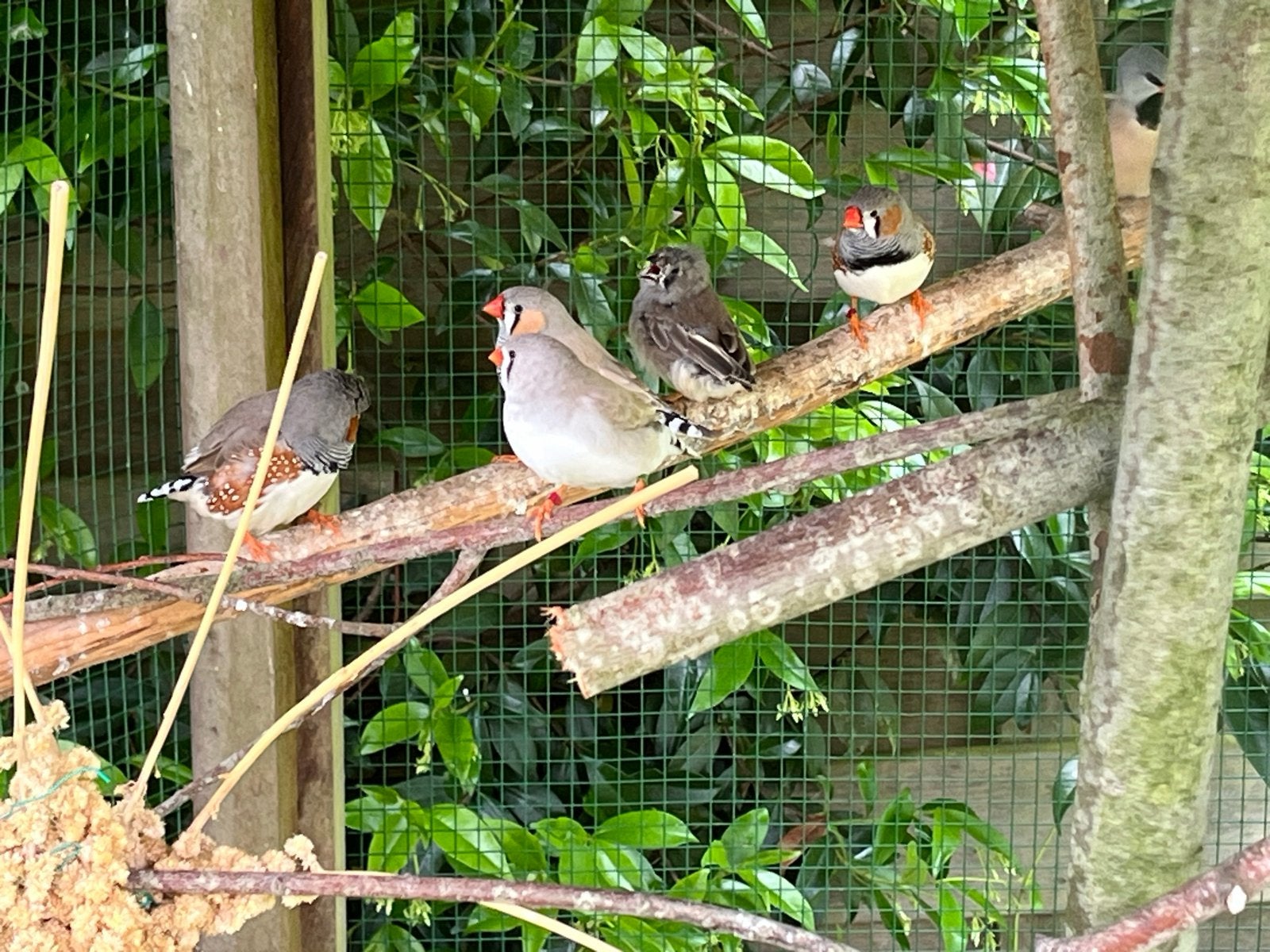 Meerdere zebravinken, Dieren en Toebehoren, Vogels | Overige Vogels, Meerdere dieren