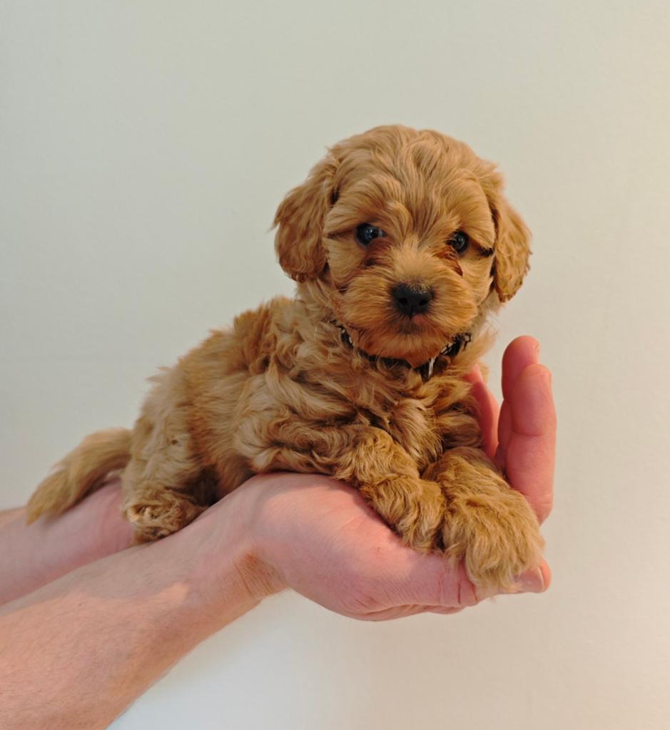 Prachtige Maltipoo pups, Parvo, Overige rassen, 8 tot 15 weken, Meerdere