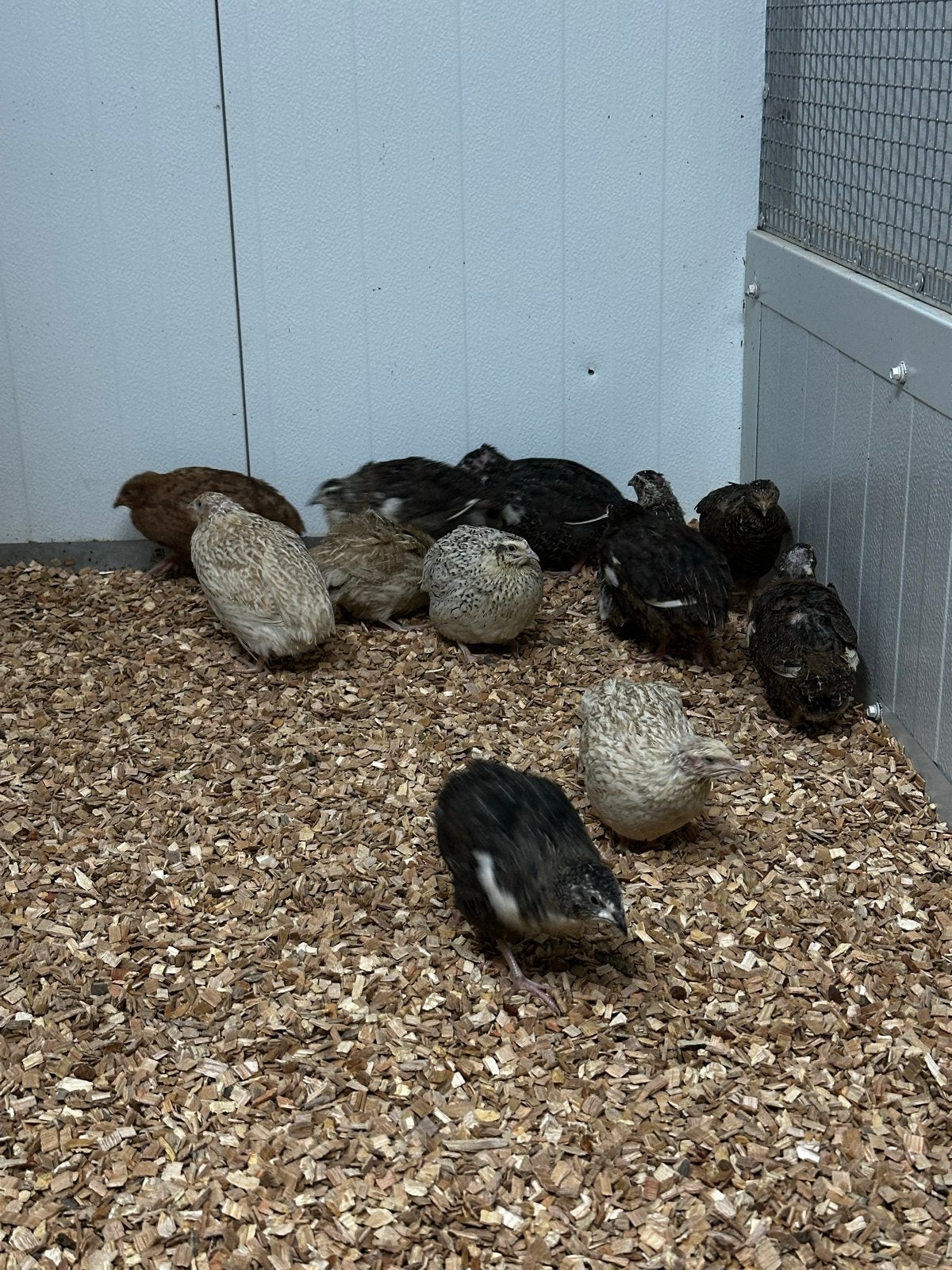 Japanse kwartels, Dieren en Toebehoren, Vogels | Overige Vogels, Meerdere dieren