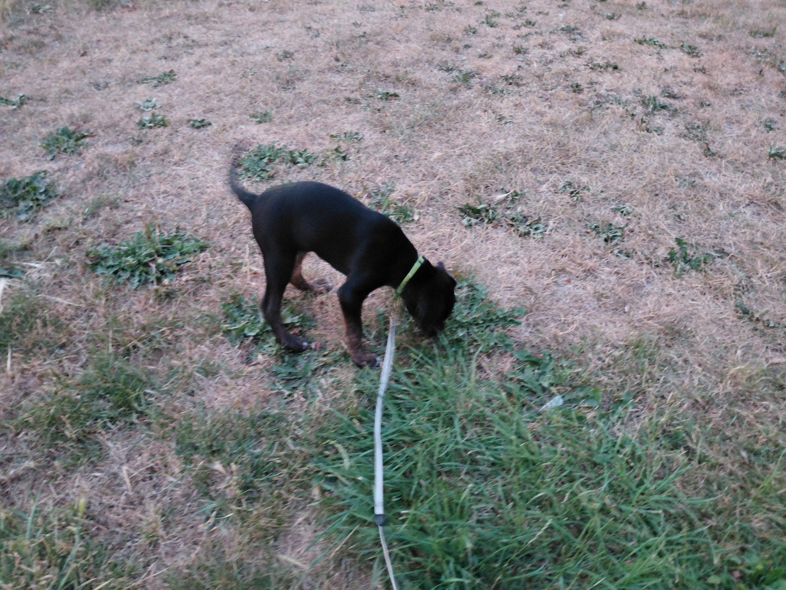 Hondje dieren 10 weken, Ophalen