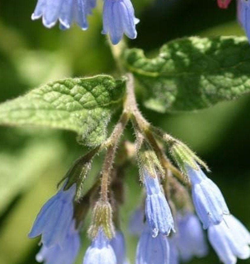 Symphytum 'Hidcote Blue' - P9 - 800 stuks op voorraad, Ophalen of Verzenden, Vaste plant, Overige soorten, Volle zon