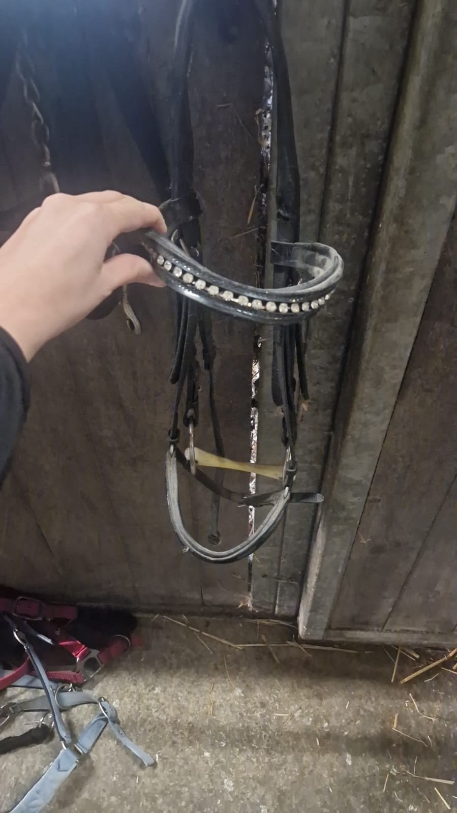 Hoofdstel paard, Ophalen, Hoofdstel, Cob