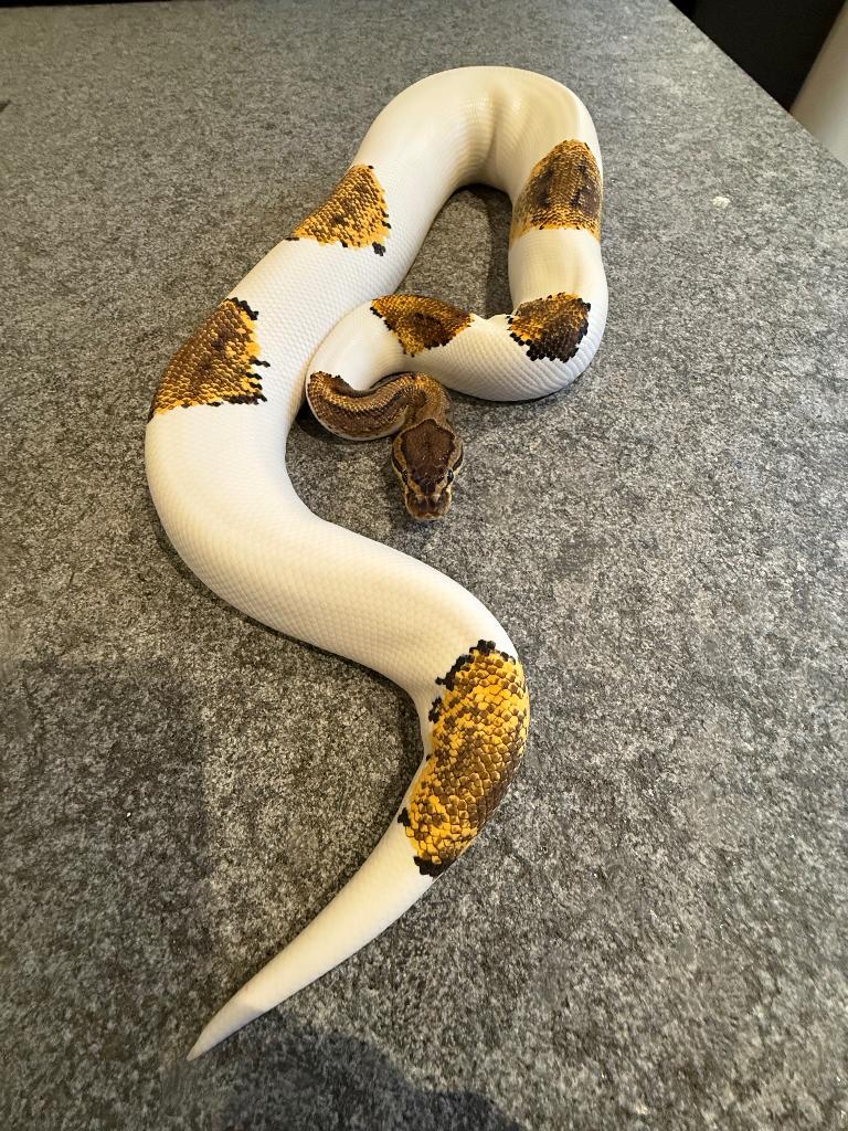 Piebald koningspythons, Dieren en Toebehoren, Slang, Met terrarium, 3 tot 6 jaar
