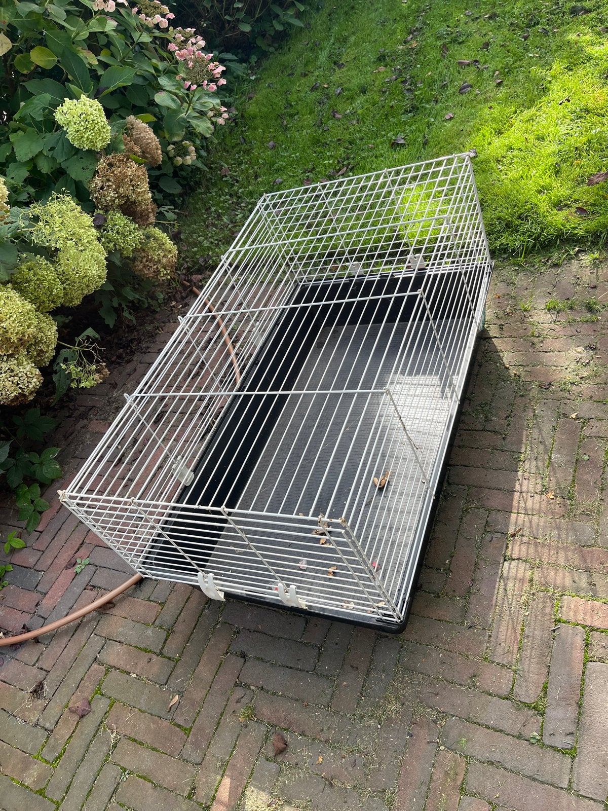 Gratis knaagdier ren, Ophalen