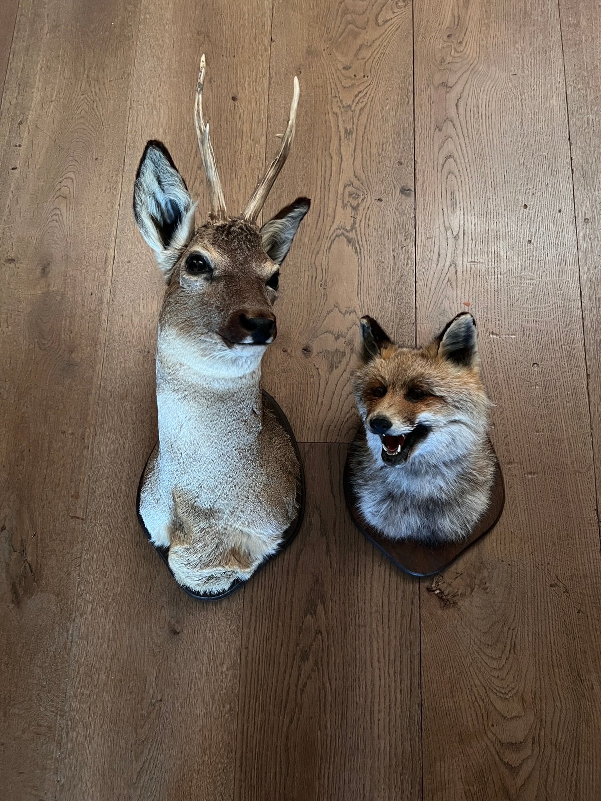 Vossenkop met reebok, Verzamelen, Dierenverzamelingen, Ophalen of Verzenden, Zo goed als nieuw, Paard, Beeldje of Figuurtje