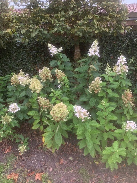 Hortensias Hydrangea Paniculata Grandiflora, Tuin en Terras, Vaste plant, Halfschaduw, Zomer, Ophalen