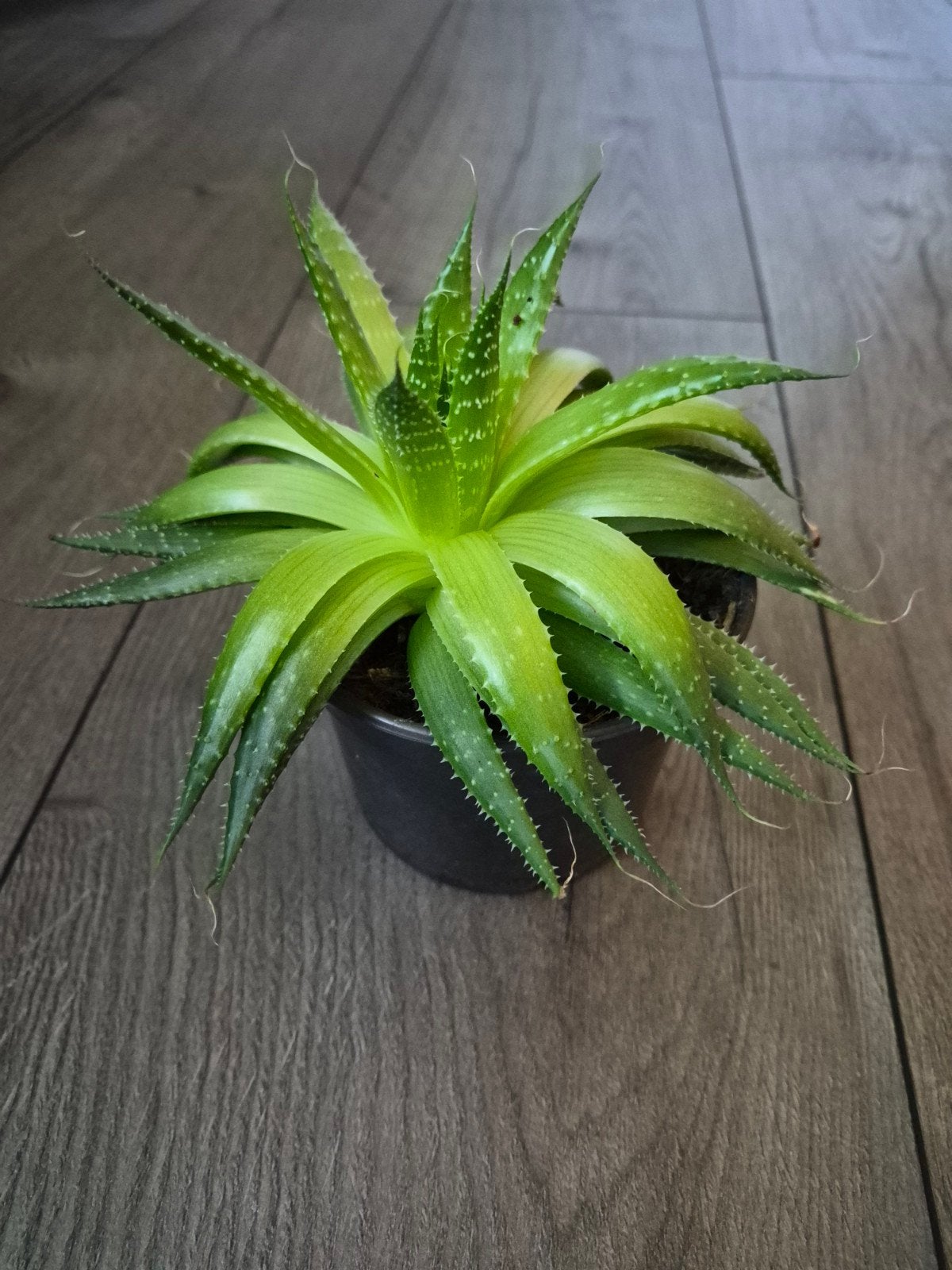 Leuk vetplantje, Groene kamerplant, Ophalen, Halfschaduw, Minder dan 100 cm